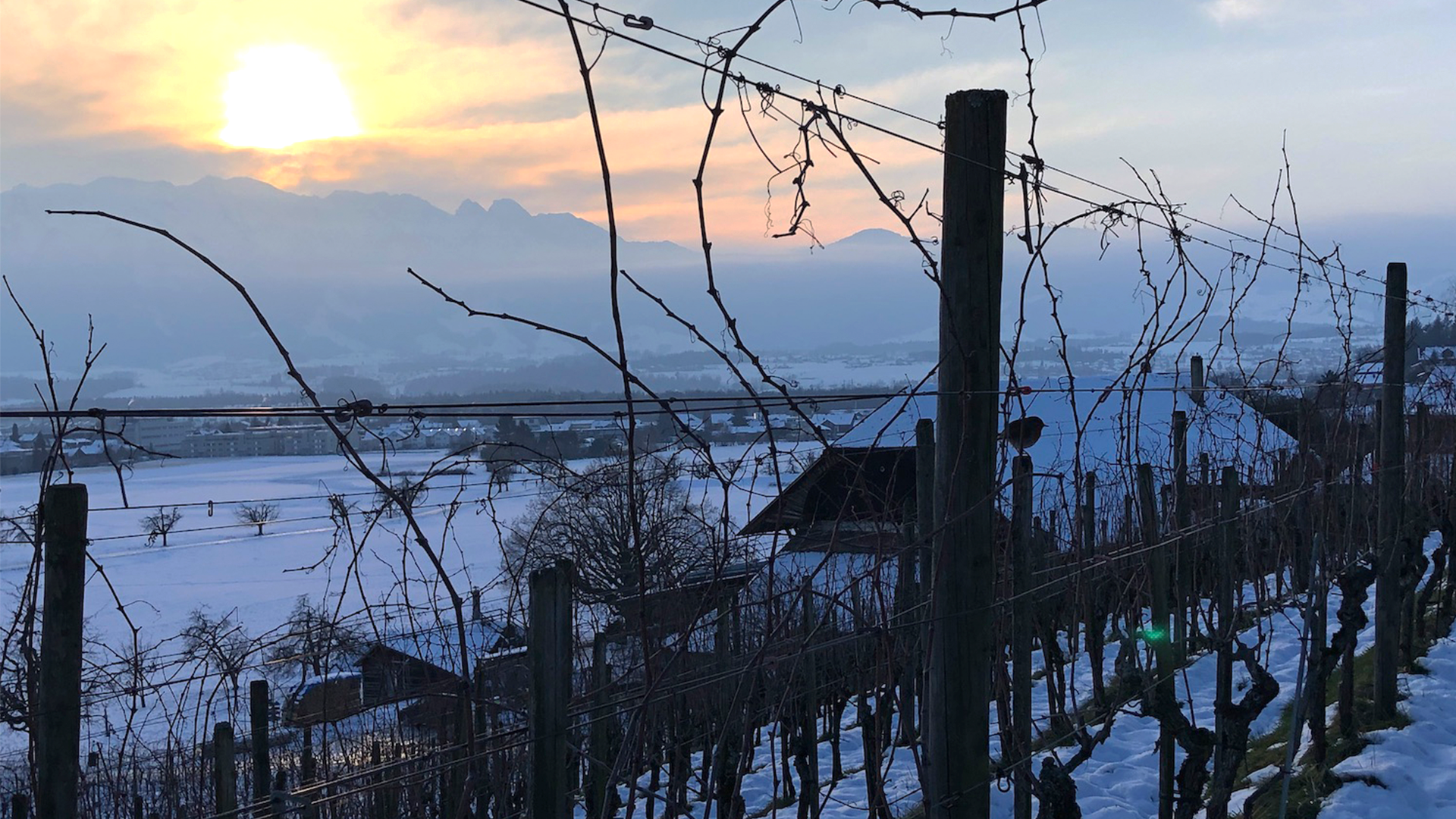 Doch noch kurz etwas Abendsonne im kühlen, winterlichen Rebberg (Bild: «Bern ist Bio»/Marianna Wick).
