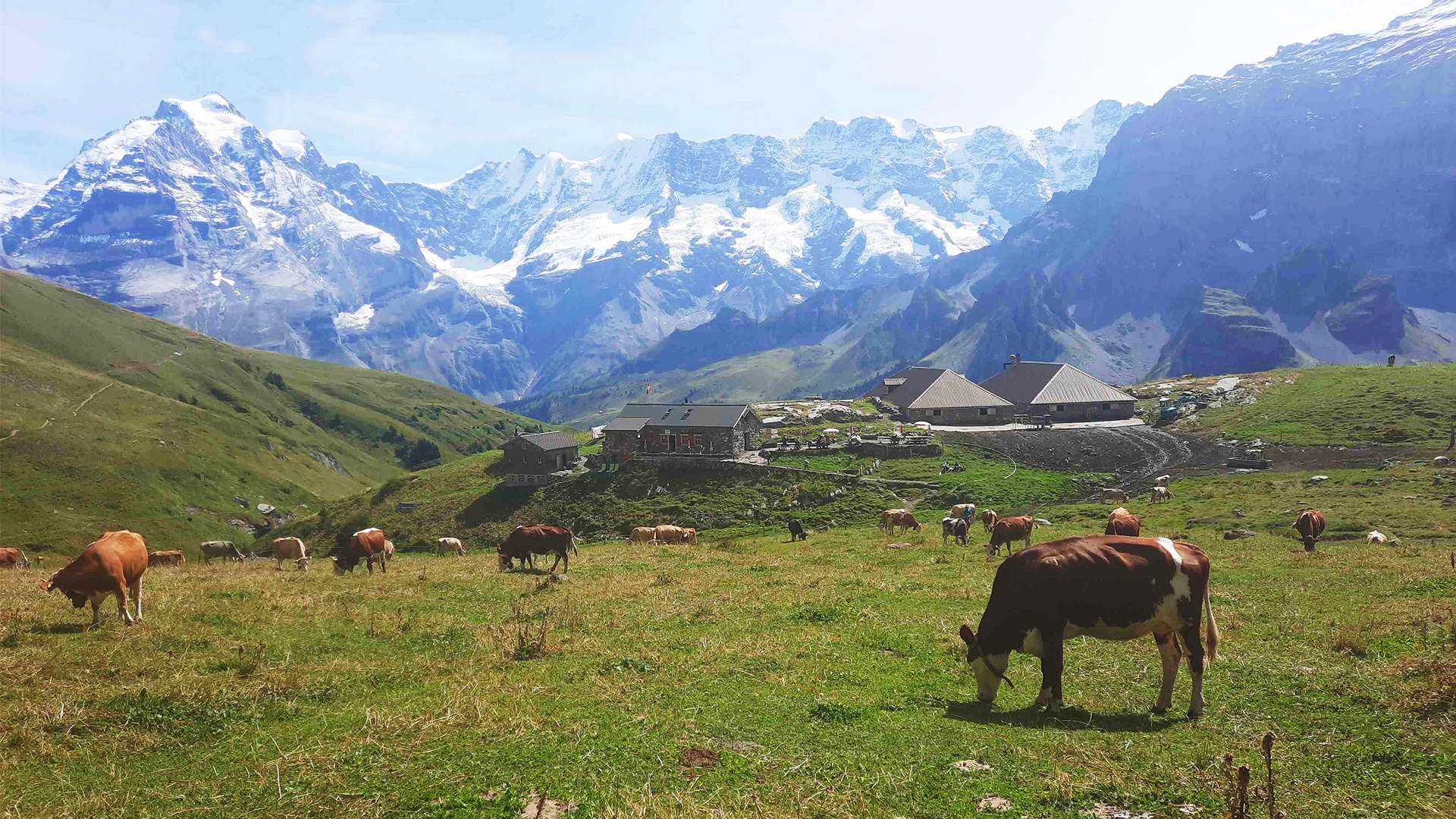 Im Sommer: Etter's Kühe auf der Alp (Bild: Familie Etter).