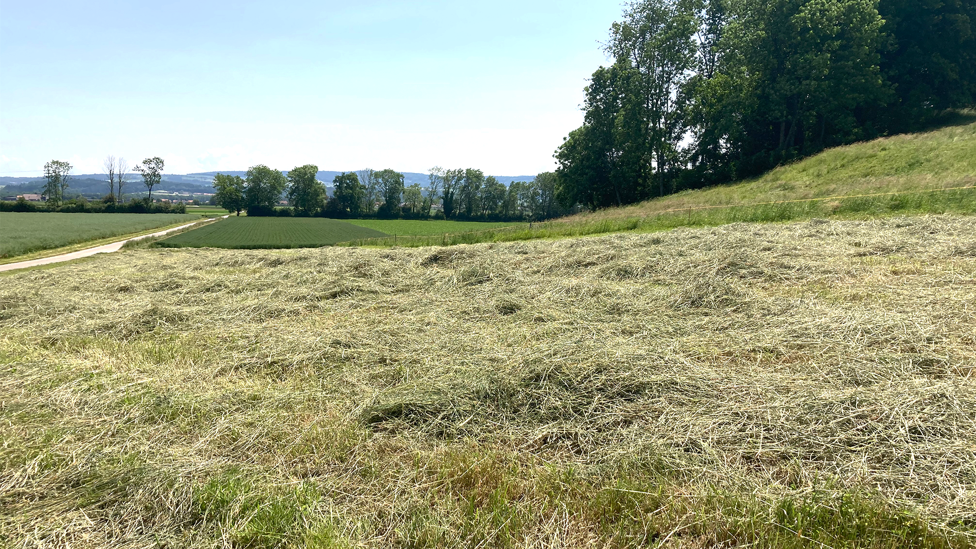 Das Gras wird gemäht und an möglichst sonnigen, regenfreien Tagen zum Trocknen ausgelegt, ... (Bild: LID)